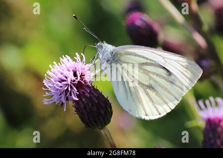 Fluttering Beauty: Una serie di accattivanti fotografie di farfalle provenienti da tutto il mondo, tra cui la Gran Bretagna Foto Stock
