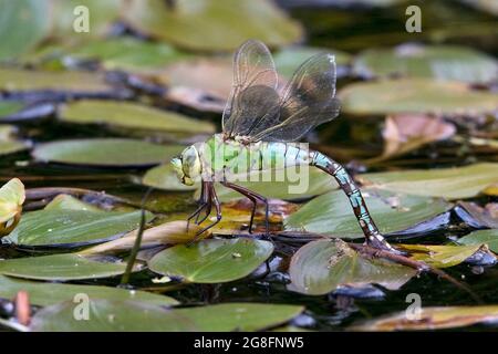 Posa di uova dell'imperatore blu (imperatore di anax) Foto Stock