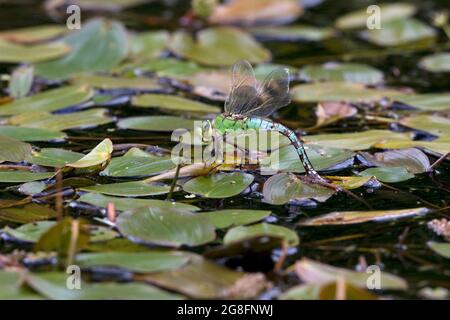 Posa di uova dell'imperatore blu (imperatore di anax) Foto Stock