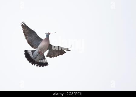 Wood Pigeon (Columba Enas) collecting sticks Norwich Cathedral GB UK June 2021 Foto Stock