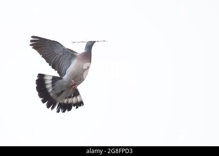 Wood Pigeon (Columba Enas) collecting sticks Norwich Cathedral GB UK June 2021 Foto Stock