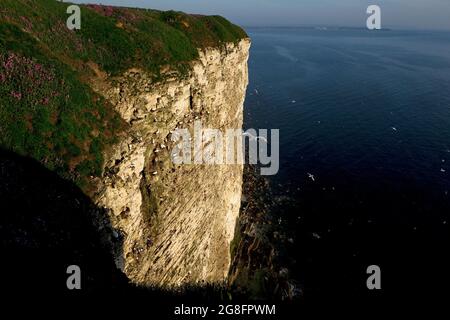 Bempton Cliffs Yorkshire GB 2021 Foto Stock