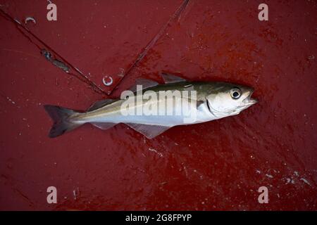 Merluzzo carbonaro Coley (Pollachius virens) appena pescato in barca Yorkshire GB UK giugno 2021 Foto Stock