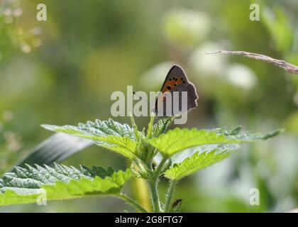 Una piccola farfalla di rame (Lycaena phlaeas) che perching su una pianta di ortica nel sole. Le ali sono ripiegate, mostrando il lato inferiore. Foto Stock