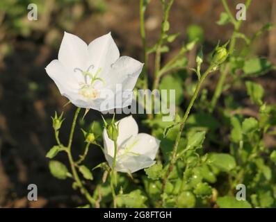 Primo piano dei fiori bianchi di Campanula carpatica 'White Clips' (Carpazi Bellflower). Fuori centro; spazio di copia a destra. Foto Stock