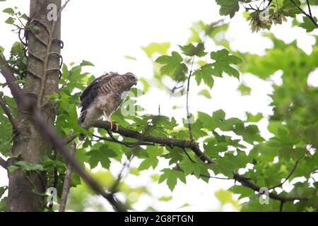 Sparrowwawk (Accipiter nisus) in fuga Norwich GB UK Luglio 2021 Foto Stock