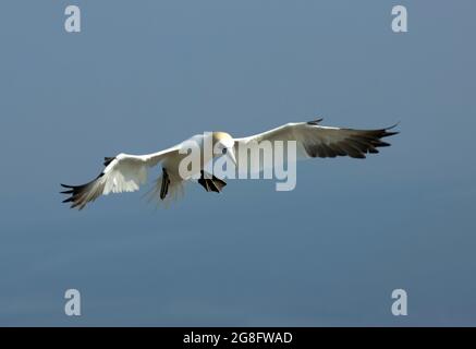 Un Gannet si avvicina al suo sito di nido presso la riserva RSPB a Bempton. Le torreggianti scogliere calcaree costituiscono l'unico sito di nidificazione continentale Foto Stock