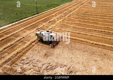 Ein Mähdrescher erntet ein Feld ab. Luftaufnahme Drohnenaufnahme Sommer Foto Stock
