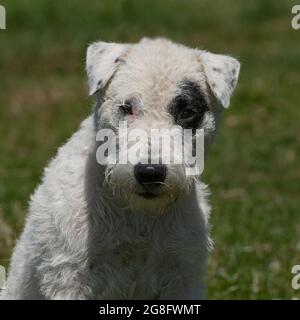 Jack russell Foto Stock