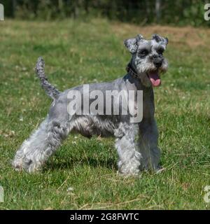 Miniatura schnauzer Foto Stock