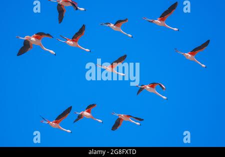 Gregge di fenicotteri cileni (Fenicotterus chilensis) in volo, Parco Nazionale Torres del Paine, Patagonia, Cile, Sud America Foto Stock