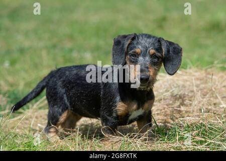 Cucciolo in miniatura di dachshund con capelli lirici Foto Stock