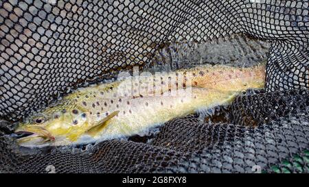 Una trota marrone in una rete da pesca e acqua con una mosca in bocca Foto Stock