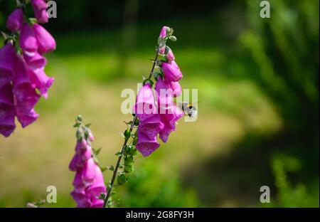 Ape che si nutra su polline e nettare in una volpe guanti fiore viola giardino Foto Stock