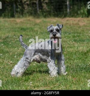 Miniatura schnauzer cane Foto Stock