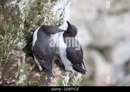 Guillemot (Uria aalge) Mutual Preening aka allopreening Bempton Cliffs Yorkshire GB UK Giugno 2021 Foto Stock