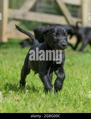 Black Labrador puppy running Foto Stock