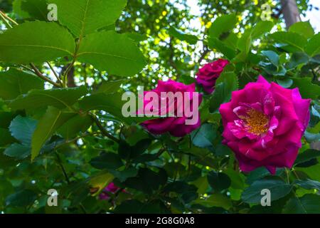 Un cespuglio di belle rose rampicanti rosse. Fiori primo piano. Composizione orizzontale. Messa a fuoco selettiva. Foto Stock