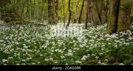 Nei boschi di aglio vicino al castello di Lennox a Lennoxtown, East Dunbartonshire, Scozia, Regno Unito, Europa Foto Stock