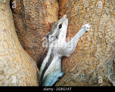 Closeeup colpo di un piccolo chipmunk sul tronco dell'albero Foto Stock