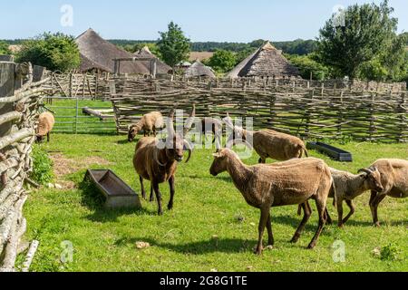 Manx Loaghtan Sheep, una primitiva razza di pecore, presso il Butser Ancient Farm museo archeologico all'aperto, Hampshire, Inghilterra, Regno Unito Foto Stock