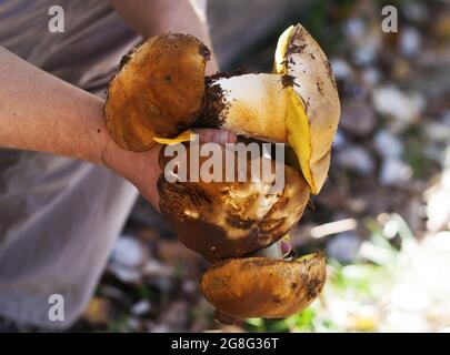 Funghi porcini in mano di raccoglitrice di funghi in foresta durante la stagione autunnale. Raccolta di funghi commestibili trovati nel bosco d'autunno in giornata di sole. Foto Stock