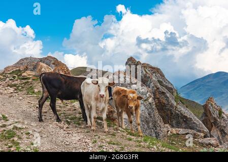 Vitelli su una strada rocciosa di montagna Foto Stock