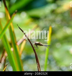 Chaser a quattro punti (Libellula quadrimaculata) poggiato su una canna Foto Stock