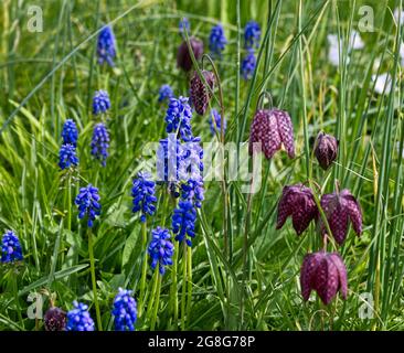 Testa di serpente fritillary (Fritillaria meleagris) e muscari che crescono in erba in un giardino primaverile UK aprile Foto Stock