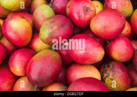 Mango Tommy frutta nel mercato tradizionale colombiano - Mangifera indica Foto Stock