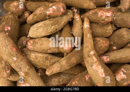 Tubero crudo manioca - esculenta manihot. Cibo sano Foto Stock