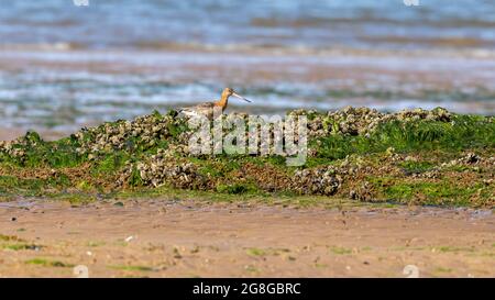 Un singolo uccello guado Black Tailed Godwit in piedi su una spiaggia solitaria in Norfolk UK Foto Stock