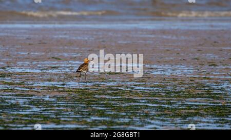 Un singolo uccello guado Black Tailed Godwit in piedi su una spiaggia solitaria in Norfolk UK Foto Stock