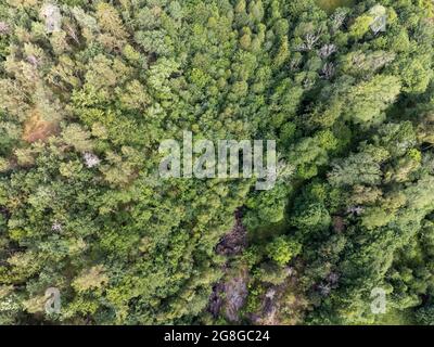 Foto aerea di una foresta di alberi verdi presi con un drone in Svezia. Foto Stock