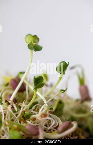 immagine macro di microgrene, germogli freschi crudi Foto Stock