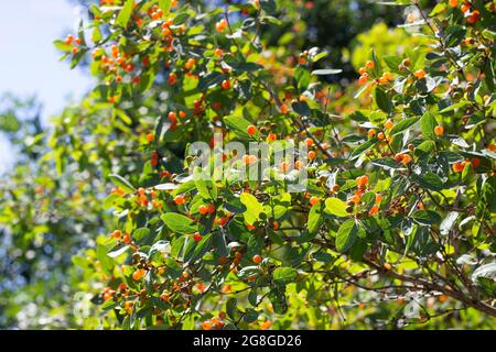 I rami di nido d'ape (Lonicera microfylla) con bacche d'arancia e foglie verdi in giardino d'estate. Foto Stock