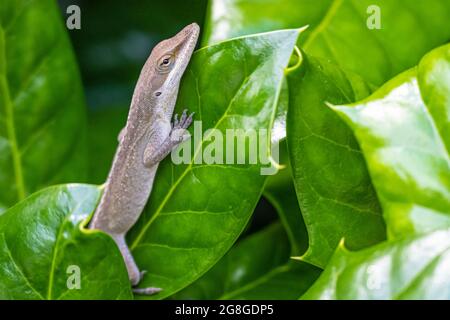 Primo piano di una lucertola di Anolis carolinensis verde su una foglia di agrifoglio. (STATI UNITI) Foto Stock