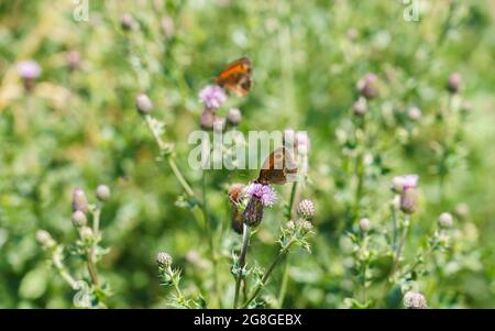 Bel primo piano di un portiere (Pironia tithonus) farfalla che si nutrono su una testa di fiori rosa di cardo Foto Stock