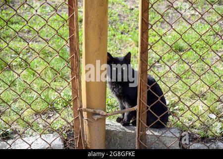 Il gatto nero dagli occhi gialli si siede su un cordolo e guarda con attenzione la fotocamera. Recinzione in rete metallica racchiude un cortile con erba verde crescente. Primo piano. Foto Stock