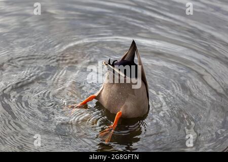 Maschio Mallard anatra con testa sotto l'acqua alla ricerca di cibo, dabbling, in uno stagno a Londra Foto Stock