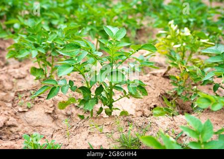 Pianta giovane della patata che cresce sul suolo. Sfondo naturale all'aperto. Foto Stock