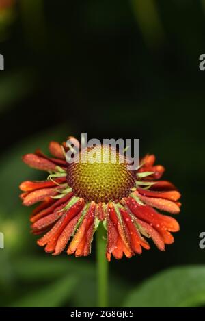 Helenium moerheim Foto Stock