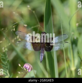 Un maschio Widow Skimmer Dragonfly ( Libellula luctuosa) su una pianta di incuneamento Foto Stock