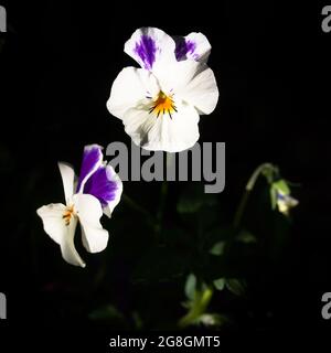 Bianco e viola corno pansy (Viola cornuta), sfondo scuro Foto Stock