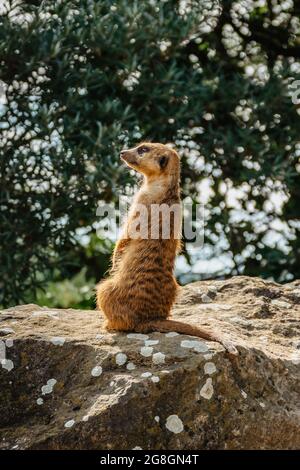 Carino meerkat, Suricata suricatta, o suricate in piedi sulle gambe posteriori. Piccolo divertente Mongoose guardare dintorni girando testa lato a side.Africa Foto Stock