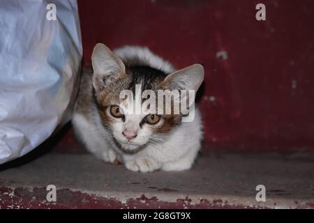 Bella vista di un piccolo gatto bianco nero e grigio seduto a terra Foto Stock