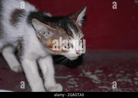 Bella vista di un piccolo gatto bianco nero e grigio seduto a terra Foto Stock