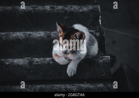 Bella vista di un piccolo gatto bianco nero e grigio seduto a terra Foto Stock