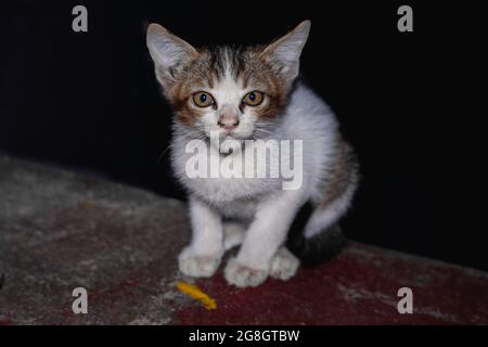 Bella vista di un piccolo gatto bianco nero e grigio seduto a terra Foto Stock