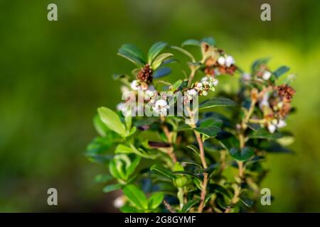 Primo piano fiori vaccinium vitis idaea Koralle in giardino Foto Stock